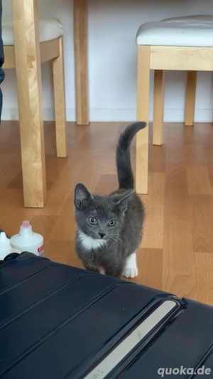 Korat Kitten abzugeben 