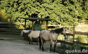 Offenstall für Stute frei