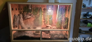 2 Königspython mit Terrarium 120x60x60, Deko und Technik