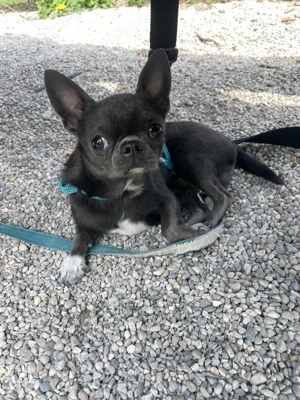 Chihuahua deckrüde Deck Hund