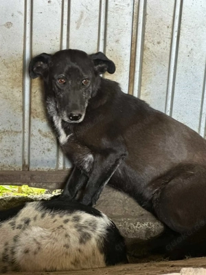 Nelu M ca. 50 cm   braucht neuen Mut