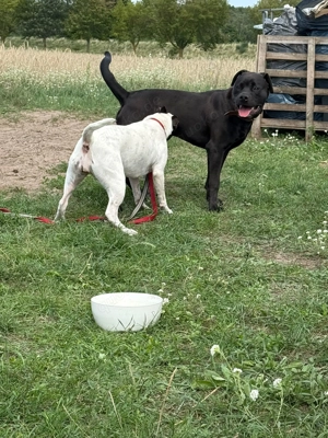 Rüde sucht liebevolles Zuhause 