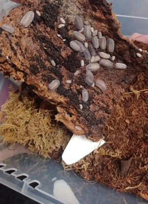 Rollassel - Armadillidium peraccae