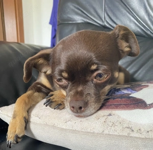 wunderschöne Chihuahua & Prager Rattler