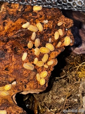 Cristarmadillidium muricatum, Spiny Form, stachelige Asseln