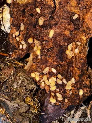 Cristarmadillidium muricatum, Spiny Form, stachelige Asseln Bild 3