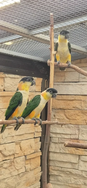 Grünzügelpapageien