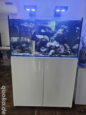Meerwasser Aquarium