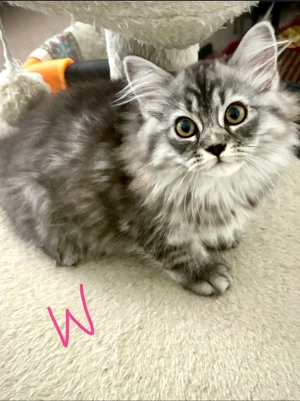 Süße BLH- Mix Babykätzchen