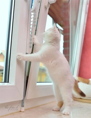 Kippfensterschutz für Katzen von austmetall, OHNE BOHREN OHNE KLEBEN - System 4 Bild 8