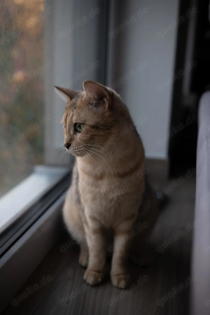 Katzen abzugeben Bild 5