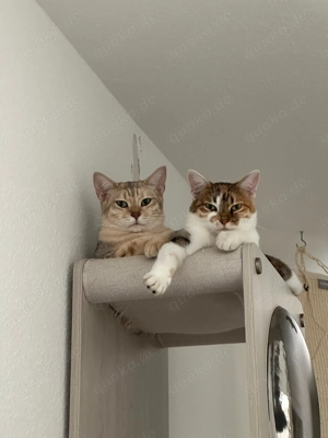 Katzen abzugeben Bild 3