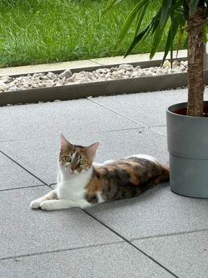 Katzen abzugeben Bild 9