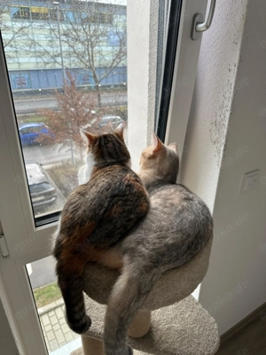 Katzen abzugeben Bild 4