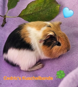 Knuffige Kastrate, witzige Bübchen und bildhübsche Mädels 