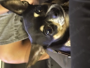 Deckrüde Chihuahua sucht passendes Weibchen