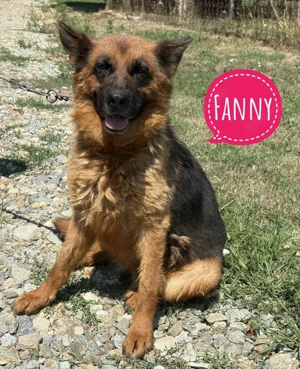 Fanny, liebe und katzenverträgliche Deutsche Schäferhündin