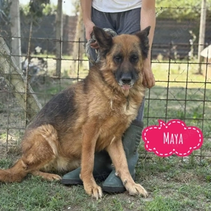 Maya, liebe und katzenfreundliche Schäferhündin