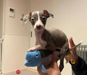 cassni Niedliche italienische Windhundwelpen zu verkaufen  