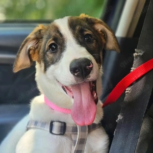 Luna sucht ihr Glück 