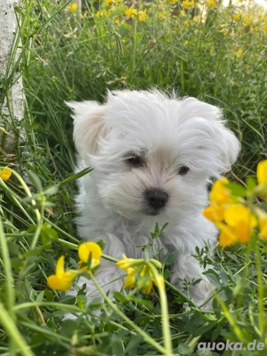Reinrassige Malteser Welpe