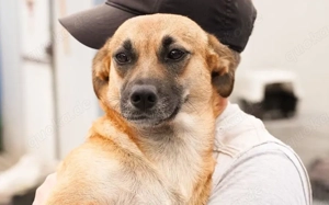 Süße Candy sucht hundeerfahrenes Zuhause