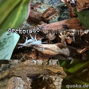 1.1 Correlophus Sarasinorum