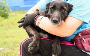 Scheue Selma sucht sicheren Heimathafen Bild 3