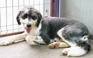 Soziale Lillyfee sucht liebevolles Zuhause