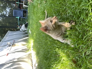 Shorthair Mischlings Babykatzen