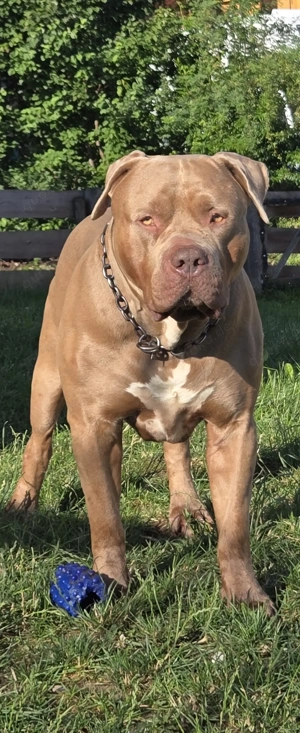 Deckrüde American Bully XL XXL 