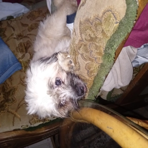 Charlotte , Schitzu Mix , 6 Monate