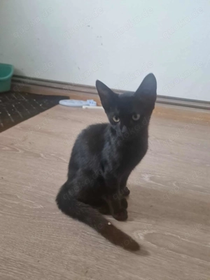 Dali - schwarz und niedlich!