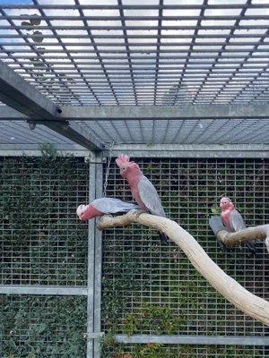 Junge Rosakakadus Naturbrut 2025 weiblich 