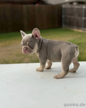 Wunderschöner 13 Wochen alter Französischer Bulldoggen-Welpe