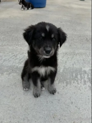 Golden Retriever x Husky, eine Hündin, verfügbar, sucht neues Zuhause