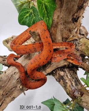 Gartenboas   Corallus Hortulanus 