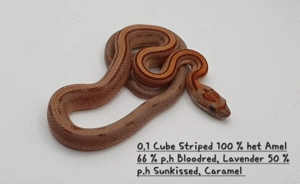 Kornnatter Nachzuchten  Bild 5