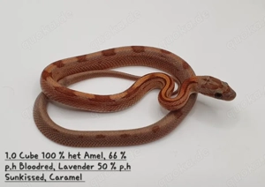 Kornnatter Nachzuchten  Bild 3