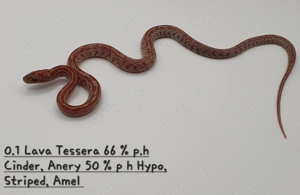 Kornnatter Nachzuchten  Bild 8