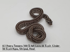 Kornnatter Nachzuchten  Bild 9