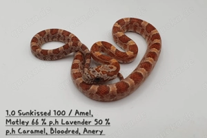 Kornnatter Nachzuchten  Bild 6