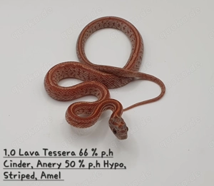 Kornnatter Nachzuchten  Bild 1