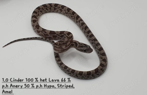 Kornnatter Nachzuchten  Bild 4