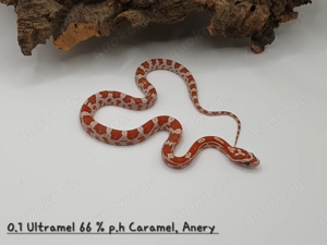 Kornnatter Nachzuchten  Bild 7