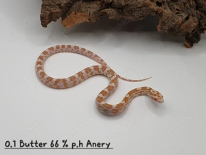 Kornnatter Nachzuchten  Bild 2