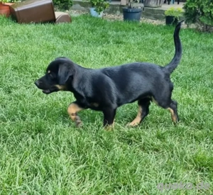 Kleine süße Maus Flapsy 