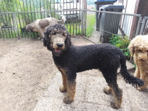 Grosspudel Rüde XXL black and tan