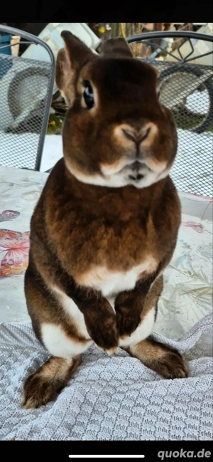 Mini Rex Kanninchen Männchen