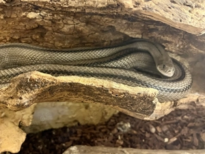 Rhinechis scalaris zur Abgabe